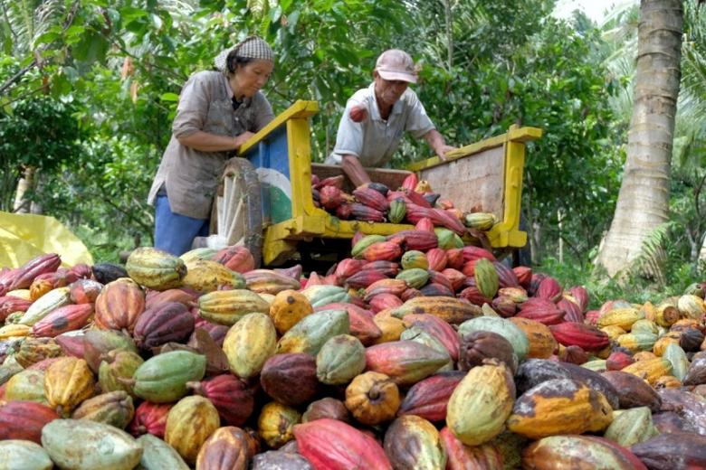 Мировые цены на какао растут из-за ограничения поставок Ганой